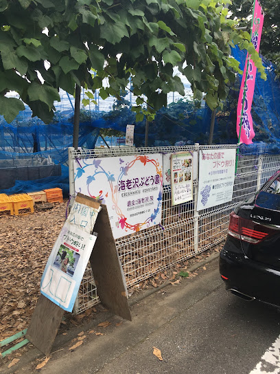 海老沢ぶどう園, 横浜