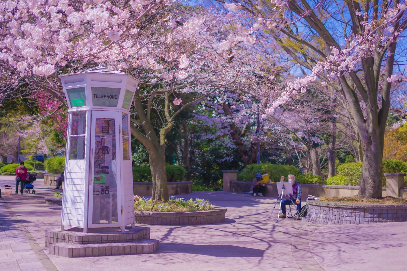 桜が咲く元町の公園と白い電話ボックス